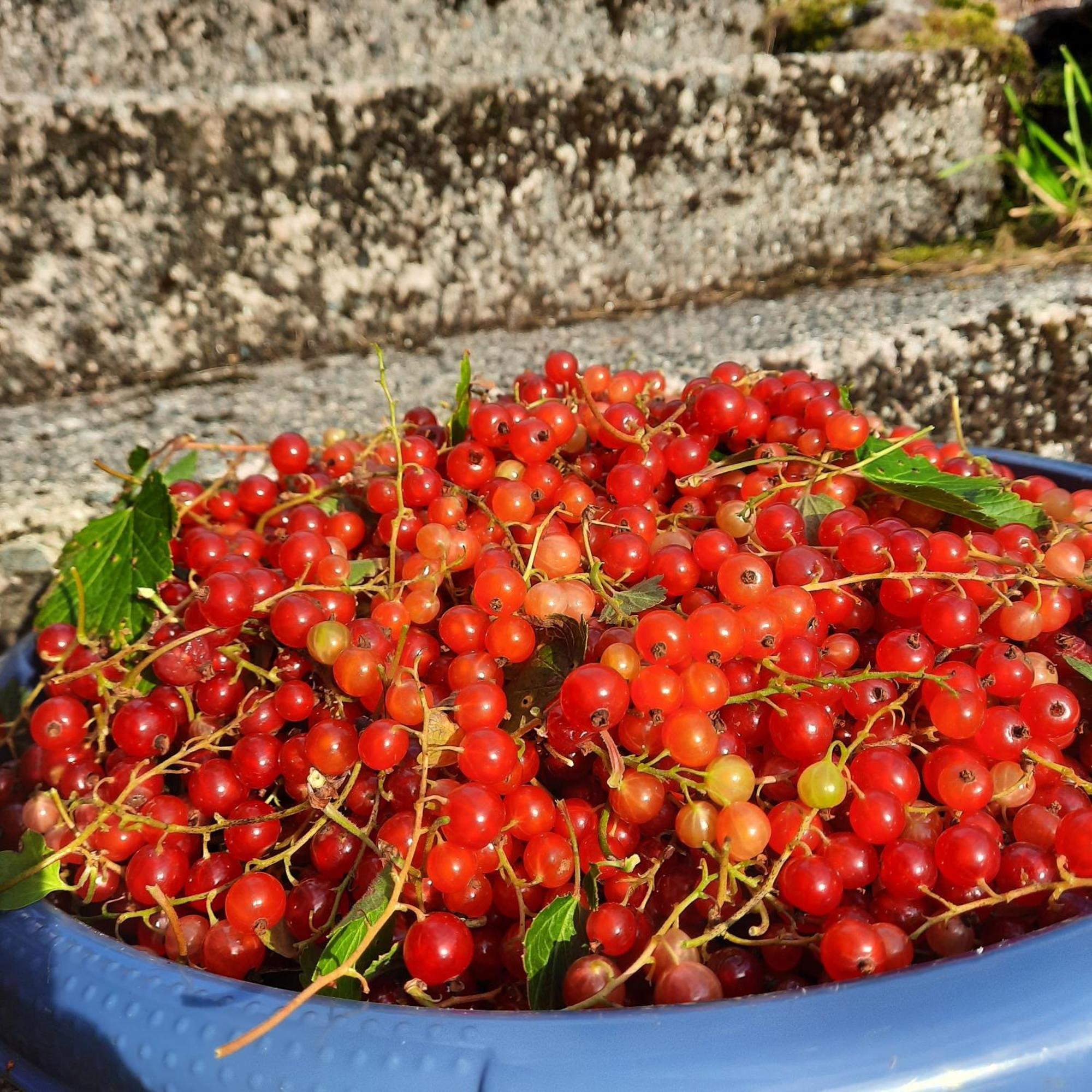Ulvesund Fyr Bed and Breakfast Rödberg Εξωτερικό φωτογραφία